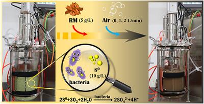 Efficient dealkalization of red mud and recovery of valuable metals by a sulfur-oxidizing bacterium